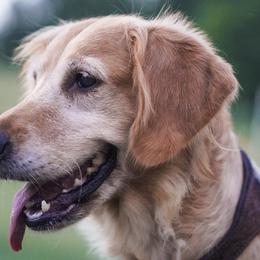 German Shepherds and Golden Retrievers from Sherman's Shepherds