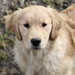 Golden Retriever Puppies from OPK GOLDENS