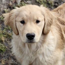 Golden Retriever Puppies from OPK GOLDENS