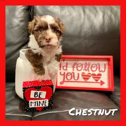 Havanese Puppies from Havareese Havanese