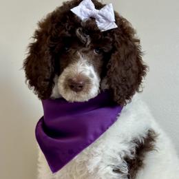 Purple - Parti female Poodle puppy in Twin Lake, Michigan from Paige's Poodles