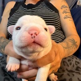 White girl - White female French Bulldog puppy in Spanaway, Washington from Frog Faced Frenchies