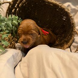 Daisy Mae - Red  female Goldendoodle puppy in Nashville, Tennessee from Tumbling Creek GoldenDoodles