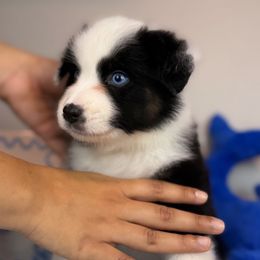 Denver - Black tri-color male Australian Shepherd puppy in Orlando, Florida from Skaky Shepherds