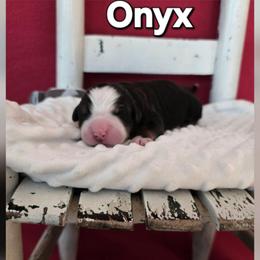 Onyx - Tri-color female Bernese Mountain Dog puppy in Independence, Virginia from Thornton Bernese Mountain Dogs