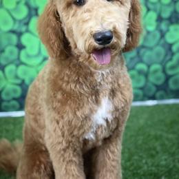 Lilly - Goldendoodle