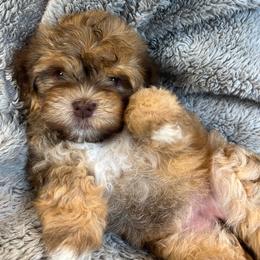 Katie - Fawn sable female Havanese puppy in Starr, South Carolina from Home with Havanese