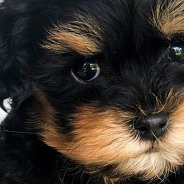 Assorted Doodle Crosses, Cavapoos, and Double Doodles from Daisy Pups