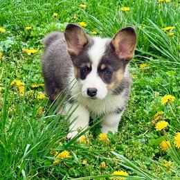 Polar Bear - Black and tan male Pembroke Welsh Corgi puppy in Ashland, Ohio from SS Australian Shepherds