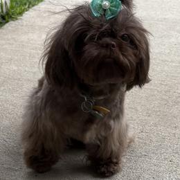 Shih Tzu puppies from Mosley Shih Tzu