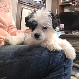 Frosty - White and black male Chinese Crested puppy in Utah from Mlee puppies