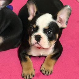 Pretty Ricky: Black and tan tri color. - Black and tan male French Bulldog puppy in Spanaway, Washington from Frog Faced Frenchies