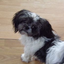 Niko - Shih Tzu