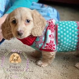 Dachshund Puppies from Forest Farmstead Dachshunds