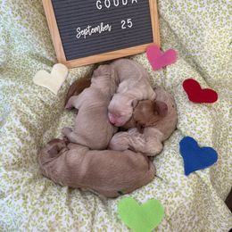 Boy 4 - Golden male Golden Retriever puppy in Novato, California from Level Up Retrievers