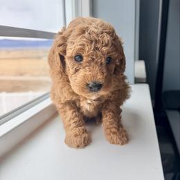 Maxine (Max) - Red  female Goldendoodle puppy in Mount Pleasant, Utah from Betty's Goldendoodles
