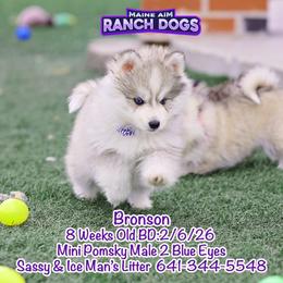 Bronson - Silver and white male Pomsky puppy in Humeston, Iowa from M.A.R. Dogs