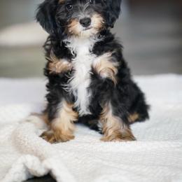 Canvas - Tri-color female Bernedoodle puppy in Dundee, Ohio from Down Home Doodle