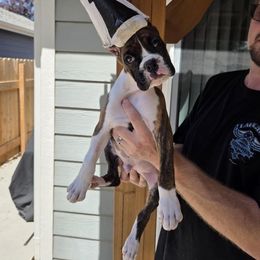 Boxer Puppies from Halo Boxers