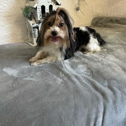 Rocky - Black tan and white male Biewer Terrier puppy in Crossville, Tennessee from Little Bear Creek Biewers