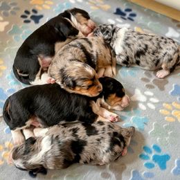 Aussiedoodle puppies from Arena Valley Acres