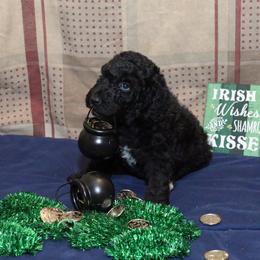 Poodle Puppies from RK'S Pets