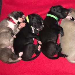 "2021 Ocho ex Hylo" Whippet Puppies from SaeSi Kennels