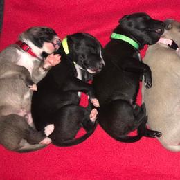 "2021 Ocho ex Hylo" Whippet Puppies from SaeSi Kennels
