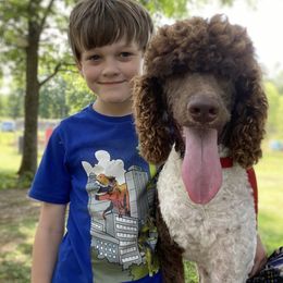 Anna - Poodle