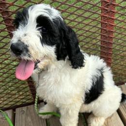 Margarita - Parti female Goldendoodle puppy in Water Valley, Mississippi from Olympian Doodles