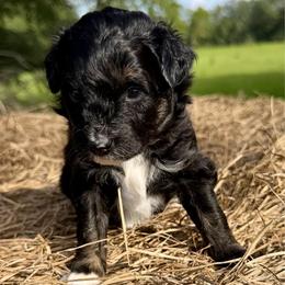 Grey collar toy - Black tri-color male Aussiedoodle puppy in 32046, Florida from River Hill Ranch