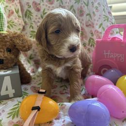 Ariat - Red  female Goldendoodle puppy in Chino Valley, Arizona from Bass Creek Doodles