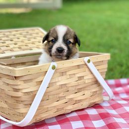 Border Collie and English Shepherd Puppies from Kefi Collie Co