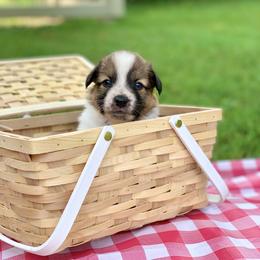 Border Collie and English Shepherd Puppies from Kefi Collie Co