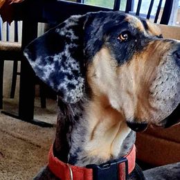 Elon - Great Dane