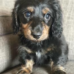 Nellie - Black and tan female Dachshund puppy in Tonopah, Arizona from Brandie's Dachshunds