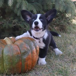 Cardigan Welsh Corgi Puppies from Rowe Family