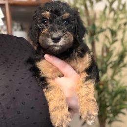 Olive - AKC Limited - Phantom female Poodle puppy in Haines City, Florida from Noelle Poodles