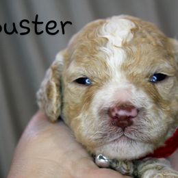 Buster Moon - Merle male Cockapoo puppy in Perry, Arkansas from Parker's Cockapoos