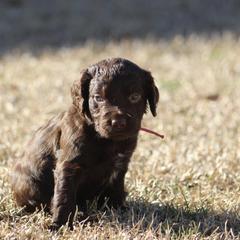 Boykin Spaniel Puppies from Palmetto Boykin Spaniels