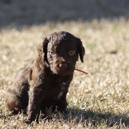 Boykin Spaniel Puppies from Palmetto Boykin Spaniels
