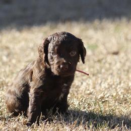 Boykin Spaniel Puppies from Palmetto Boykin Spaniels
