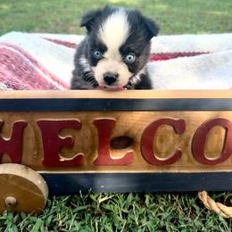 Girl 1 - female Toy Australian Shepherd puppy in Puryear, Tennessee from A&W Toy Aussies