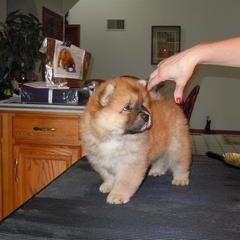 Chow Chow Puppies from Vickie Ireland