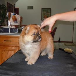 Chow Chow Puppies from Vickie Ireland