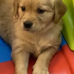 Golden Retriever puppies from Woodecoy Golden Retrievers and Wirehaired Pointing Griffons