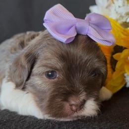 Whitney - AKC - Chocolate female Havanese puppy in Verden, Oklahoma from Holcombs Puppy Ranch