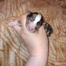 Ben-Jamin - Blue merle male Australian Shepherd puppy in Sultan, Washington from Van Huitt Australian Shepherds