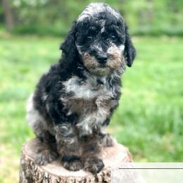 Fresca - Blue merle female Aussiedoodle puppy in Corydon, Indiana from Ridgeline Doodles