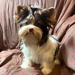 Rocko - Parti male Yorkshire Terrier puppy in Florence, Alabama from Ashley's Yorkshire Terriers